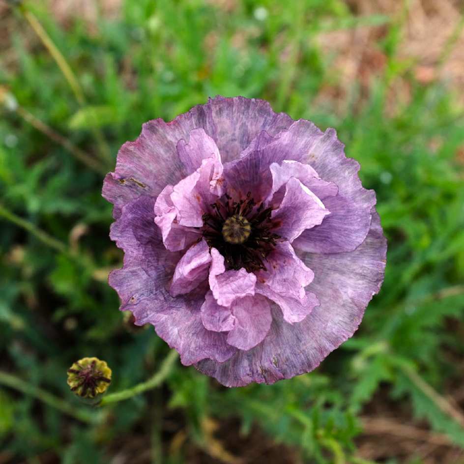 la-bo-te-graines-coquelicot-amazing-grey-graines-fleurs-gris image 1