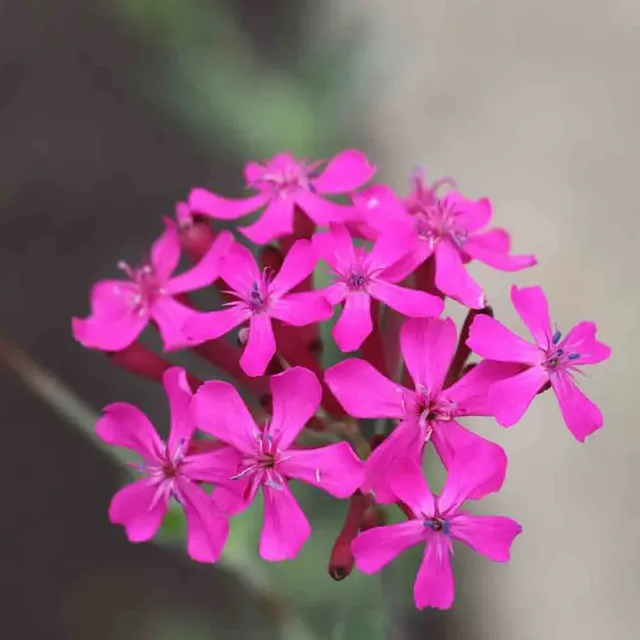 ferme-de-sainte-marthe-sil-ne-bouquets-graines-fleurs-bio-pourpre image 1