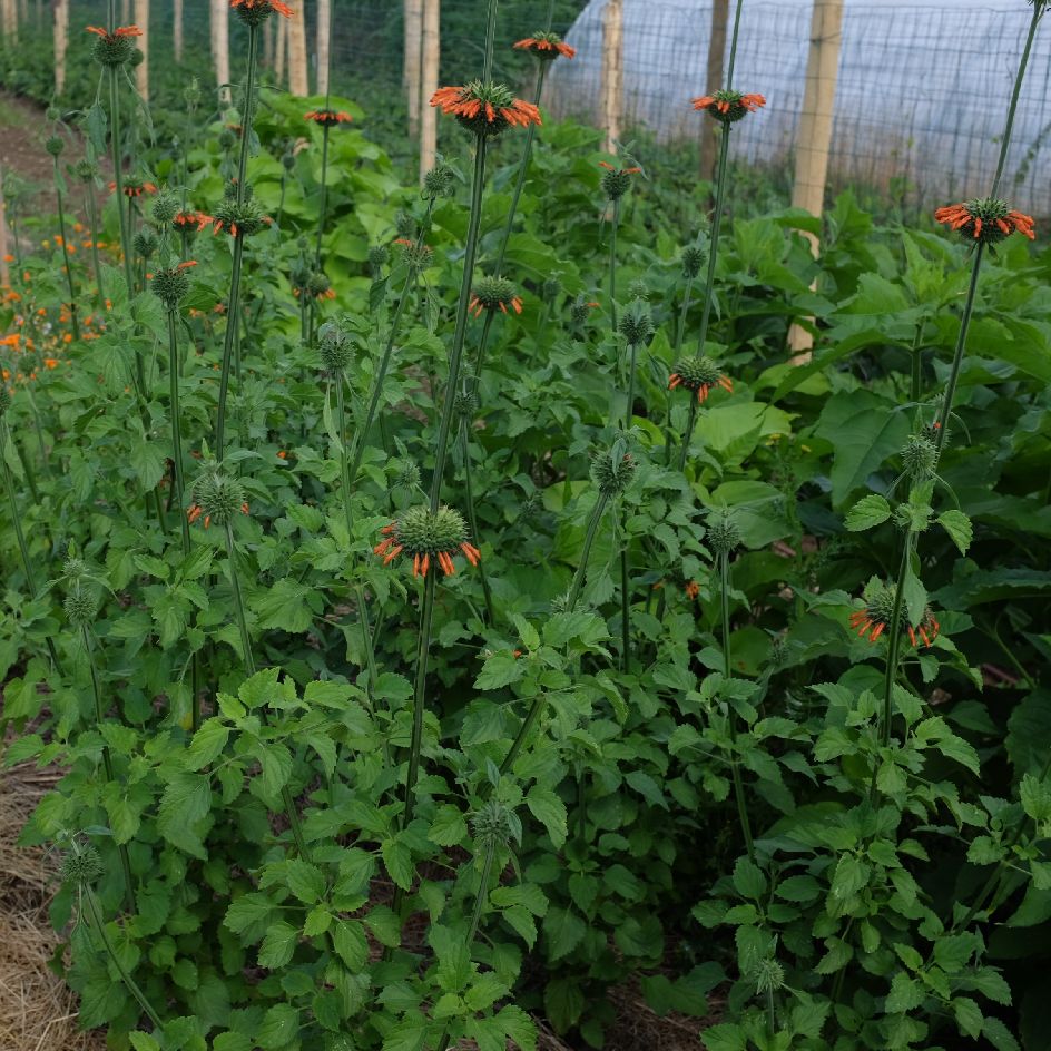 la-bo-te-graines-leonotis-nepetifolia-bio-graines-fleurs-orange image 2