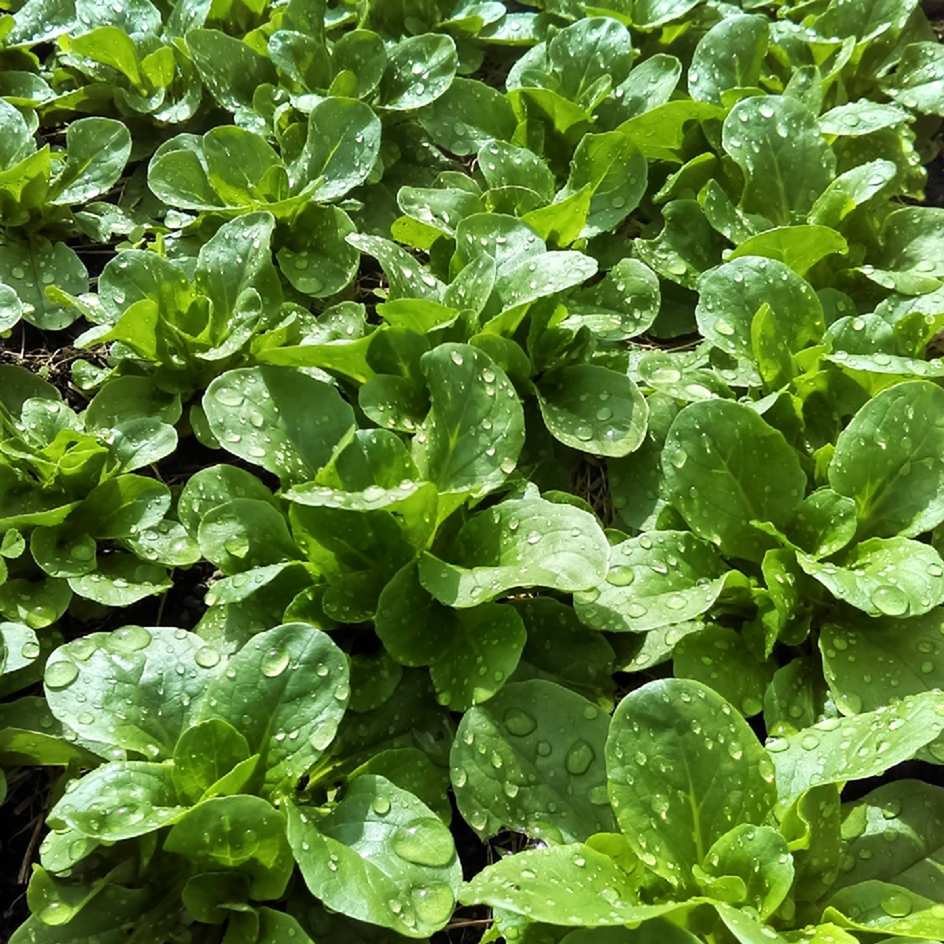 la-bo-te-graines-graines-l-gumes-m-che-vit-graines-bio-productive image 1