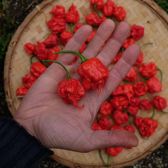 la-bo-te-graines-carolina-reaper-graines-de-piment-bio image 1