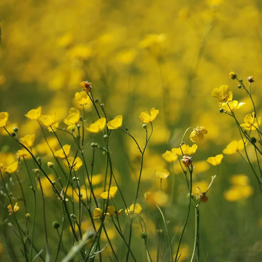 ferme-de-sainte-marthe-bouton-d-or-graines-fleurs-vivaces-bio image 1