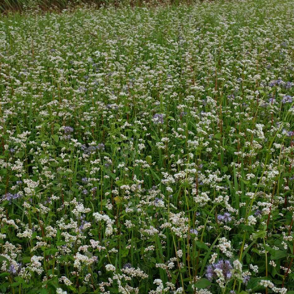 la-bo-te-graines-sarrasin-la-harpe-bio-engrais-vert image 3