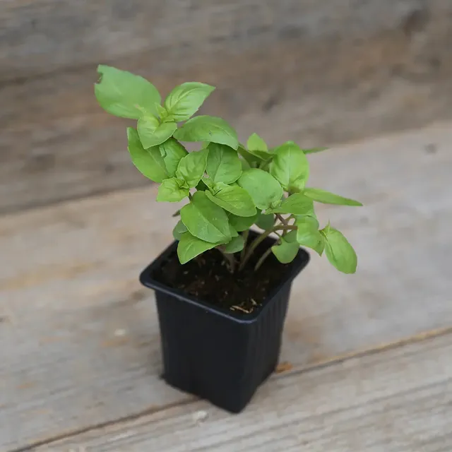 ferme-de-sainte-marthe-basilic-cannelle-plant-bio image 1