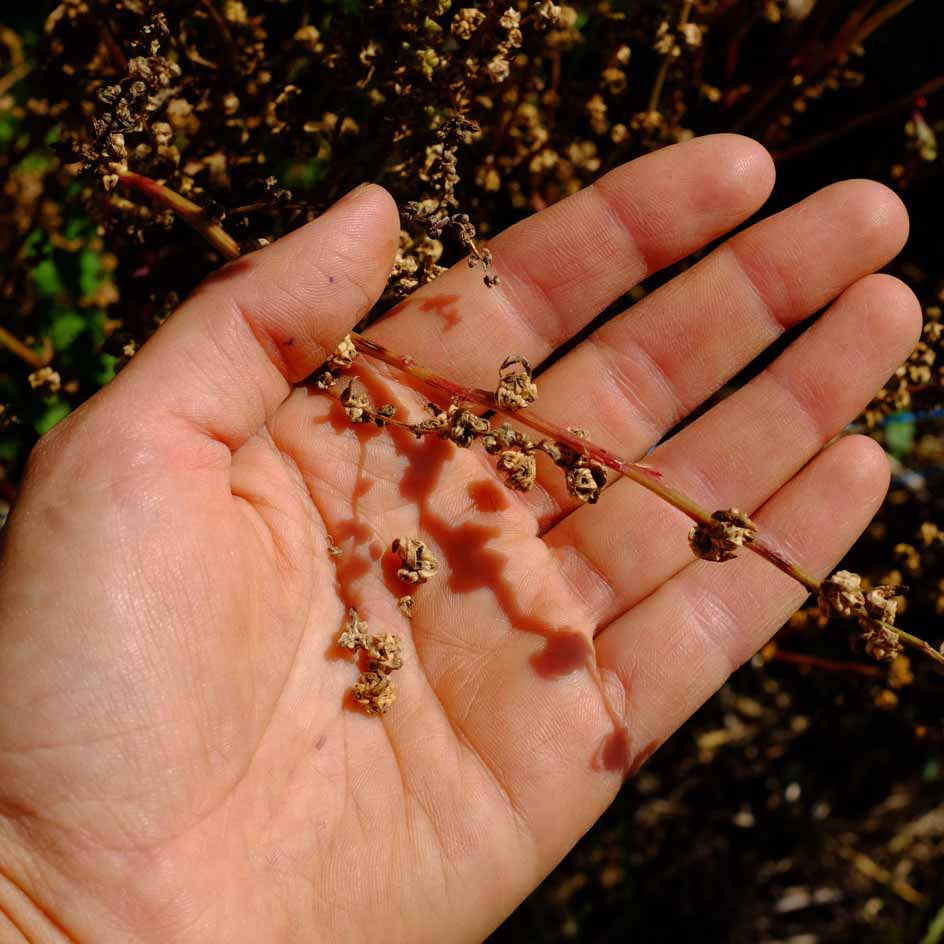 la-bo-te-graines-betterave-crapaudine-graines-l-gumes-bio image 2