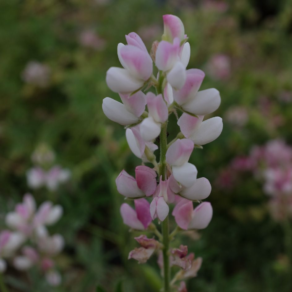 la-bo-te-graines-lupin-avalune-white-pink-graines-bio image 4