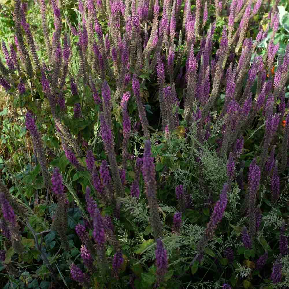 ferme-de-sainte-marthe-germandr-e-d-iran-ab-graines-fleurs-vivace image 1