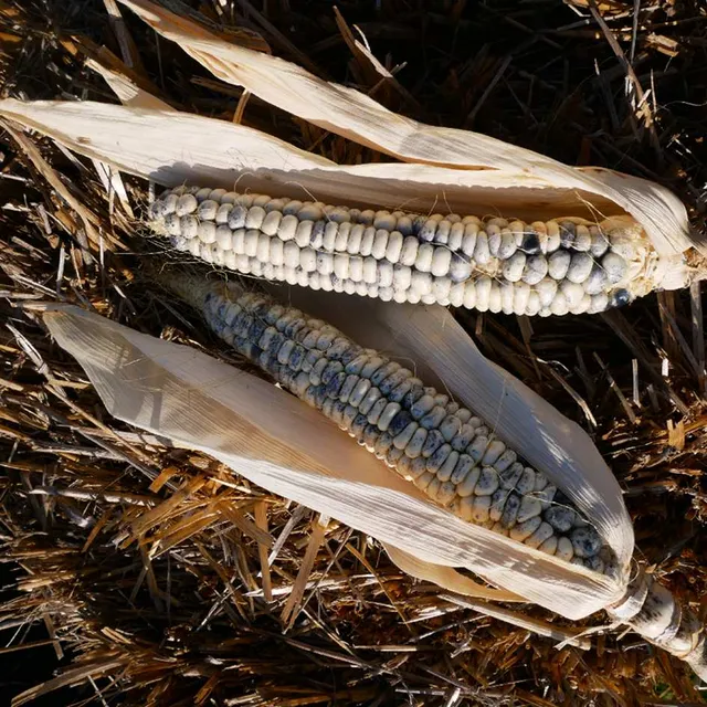 la-bo-te-graines-ma-s-winnebago-bio-graines-l-gumes image 1