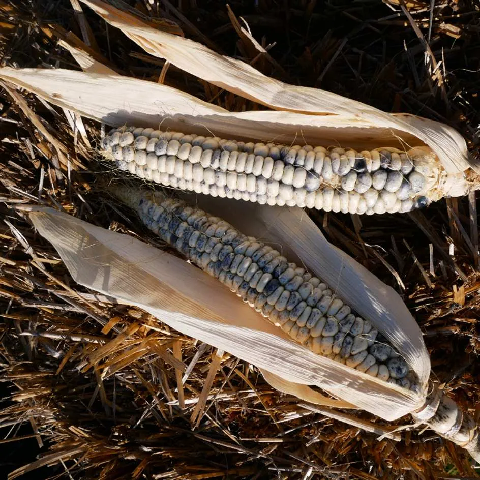 la-bo-te-graines-ma-s-winnebago-bio-graines-l-gumes image 1