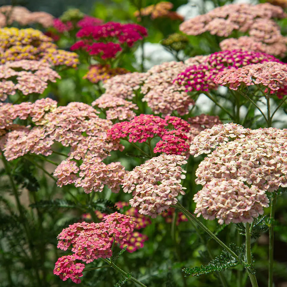 ferme-de-sainte-marthe-flowerburst-fruitbowl-achill-e-plant image 2