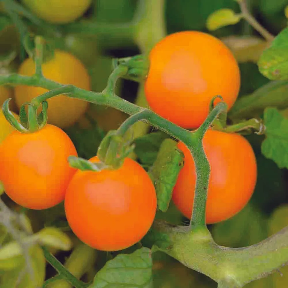 ferme-de-sainte-marthe-graines-potag-res-tomate-figiel-graines-bio-orange image 1