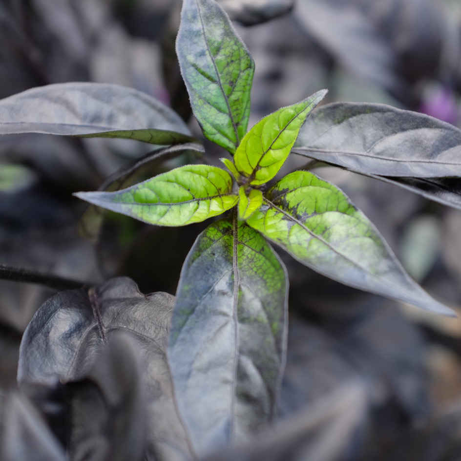 la-bo-te-graines-piment-black-pearl-graines-l-gumes-bio-fort image 3