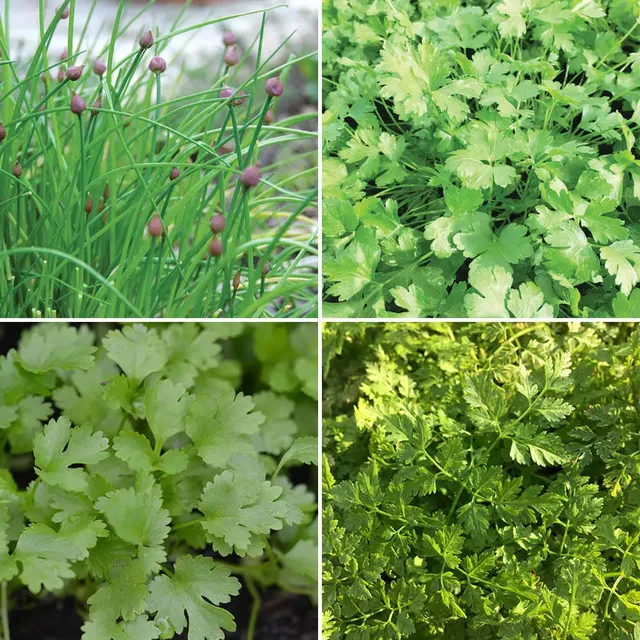 ferme-de-sainte-marthe-ruban-3-m-m-lange-aromatiques-bio image 1