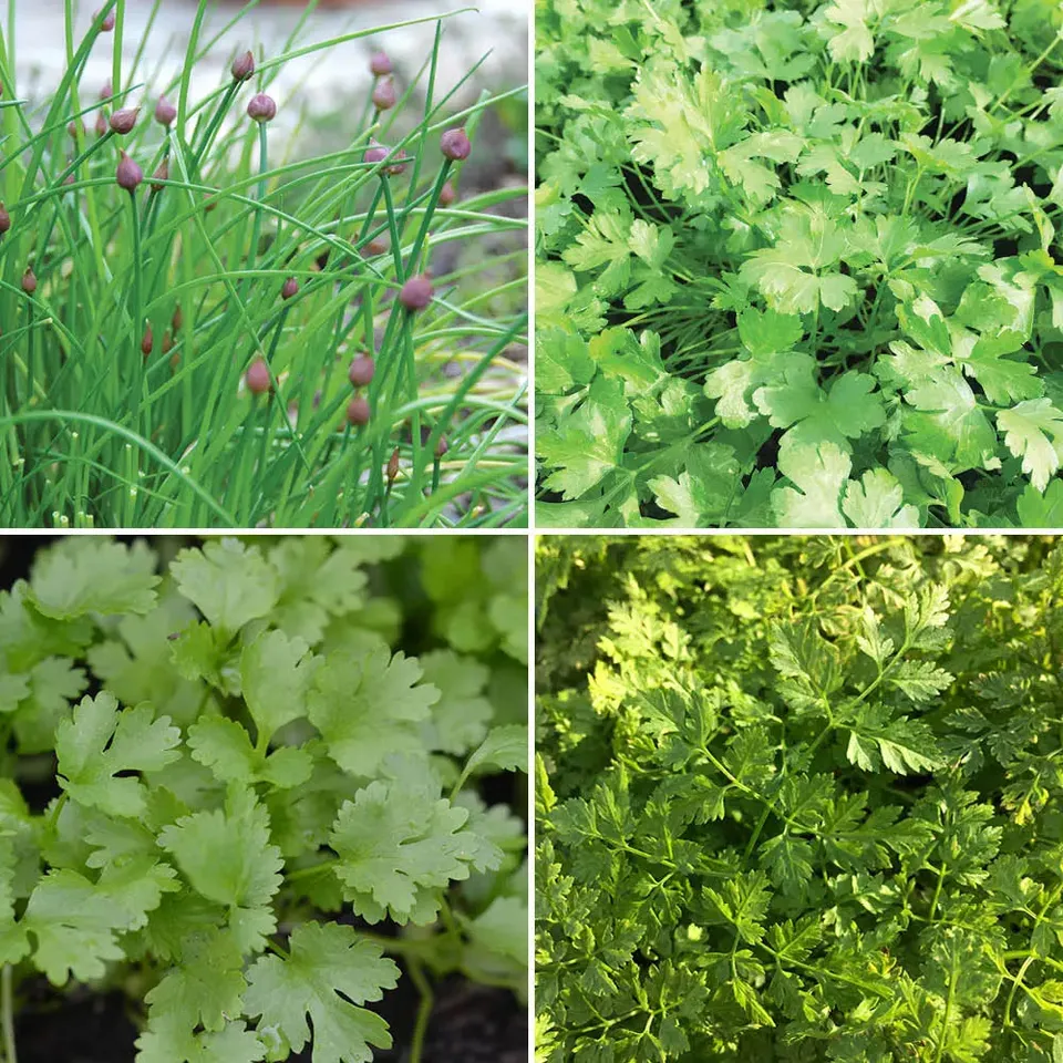 ferme-de-sainte-marthe-ruban-3-m-m-lange-aromatiques-bio image 1