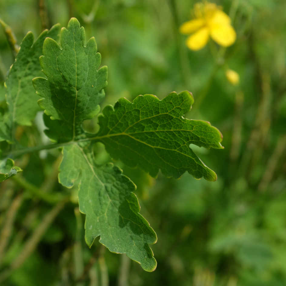 la-bo-te-graines-grande-ch-lidoine-bio-graines-fleurs-vivaces image 4