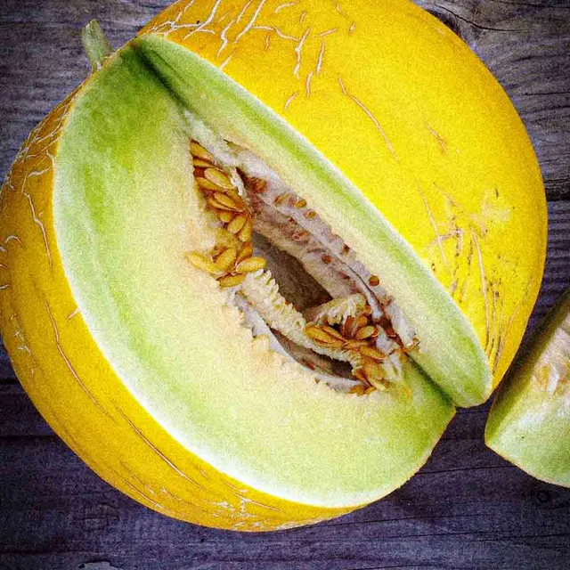 ferme-de-sainte-marthe-melon-boule-d-or-graines-potag-res-bio-sachet image 1