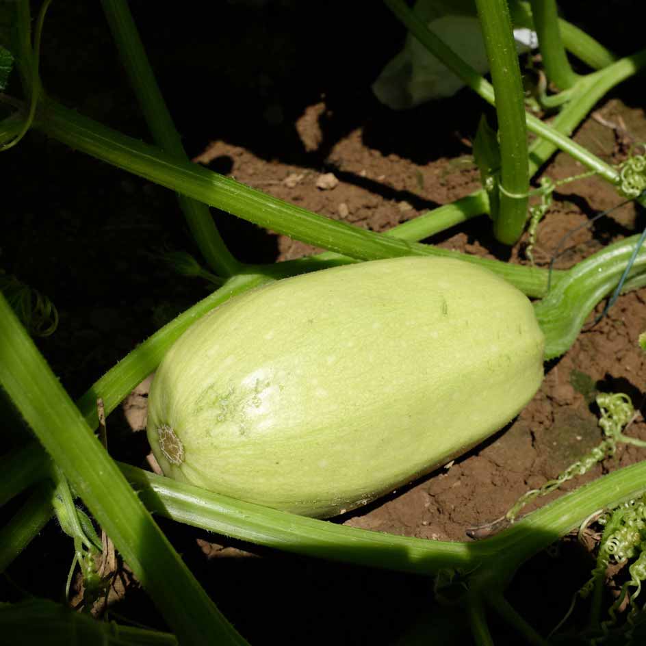 la-bo-te-graines-courge-spaghetti-bio-graines-l-gumes image 5