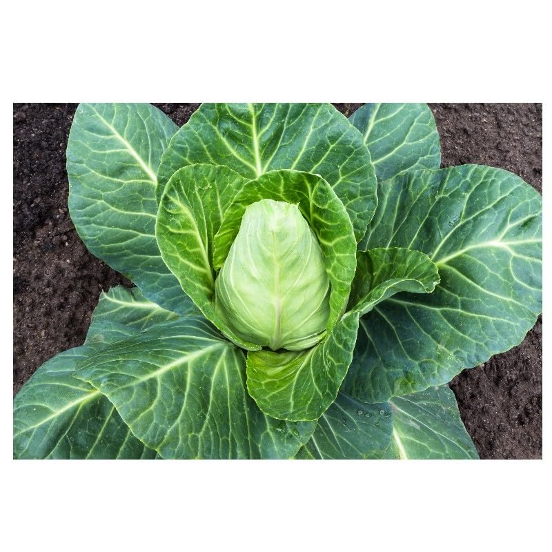 graines-bocquet-chou-bacalan-de-rennes-graines-potag-res-3g-non-hybrides image 1