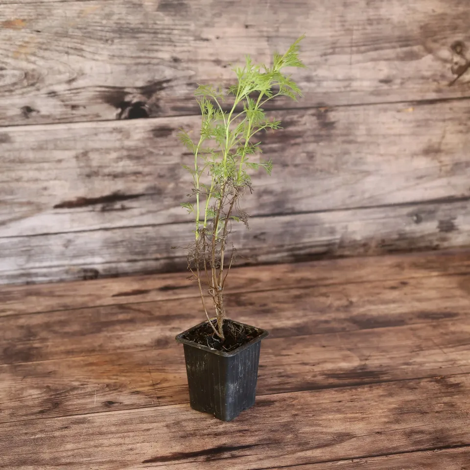 ferme-de-sainte-marthe-cola-plant-aromatique-bio-vivace-60-cm image 1
