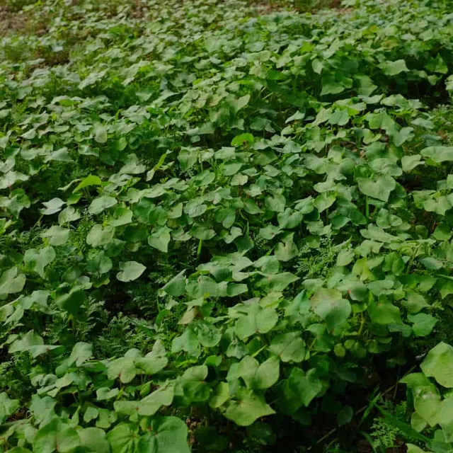 la-bo-te-graines-m-lange-am-liorant-printemps-t-bio-engrais-vert image 1