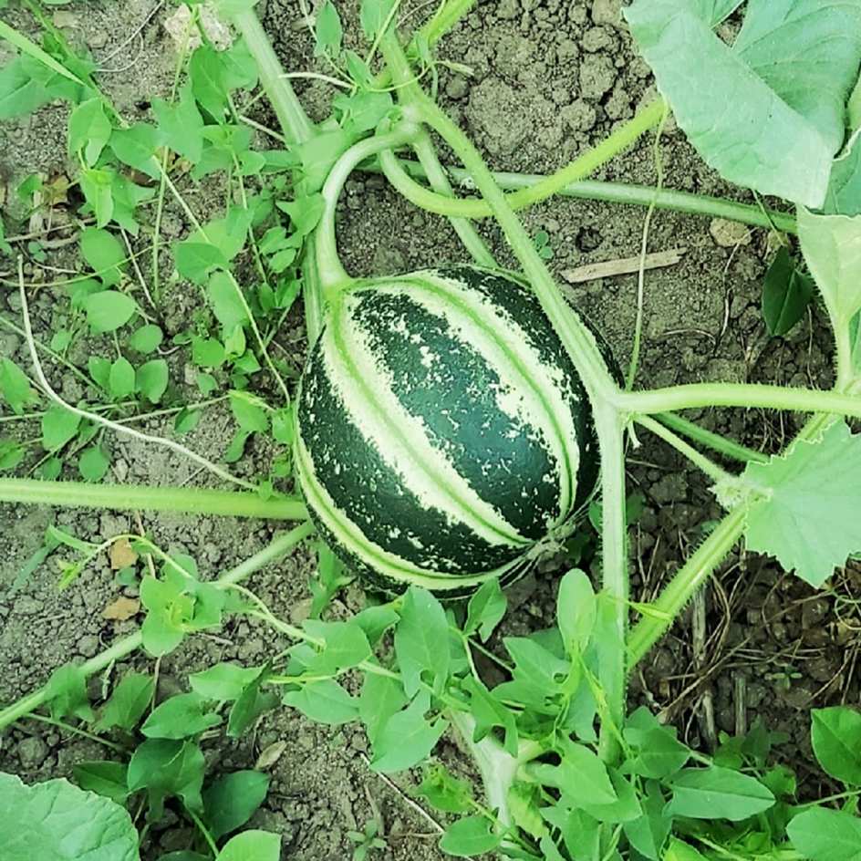 la-bo-te-graines-graines-l-gumes-melon-kajari-bio-graines-bio-1-kg image 2