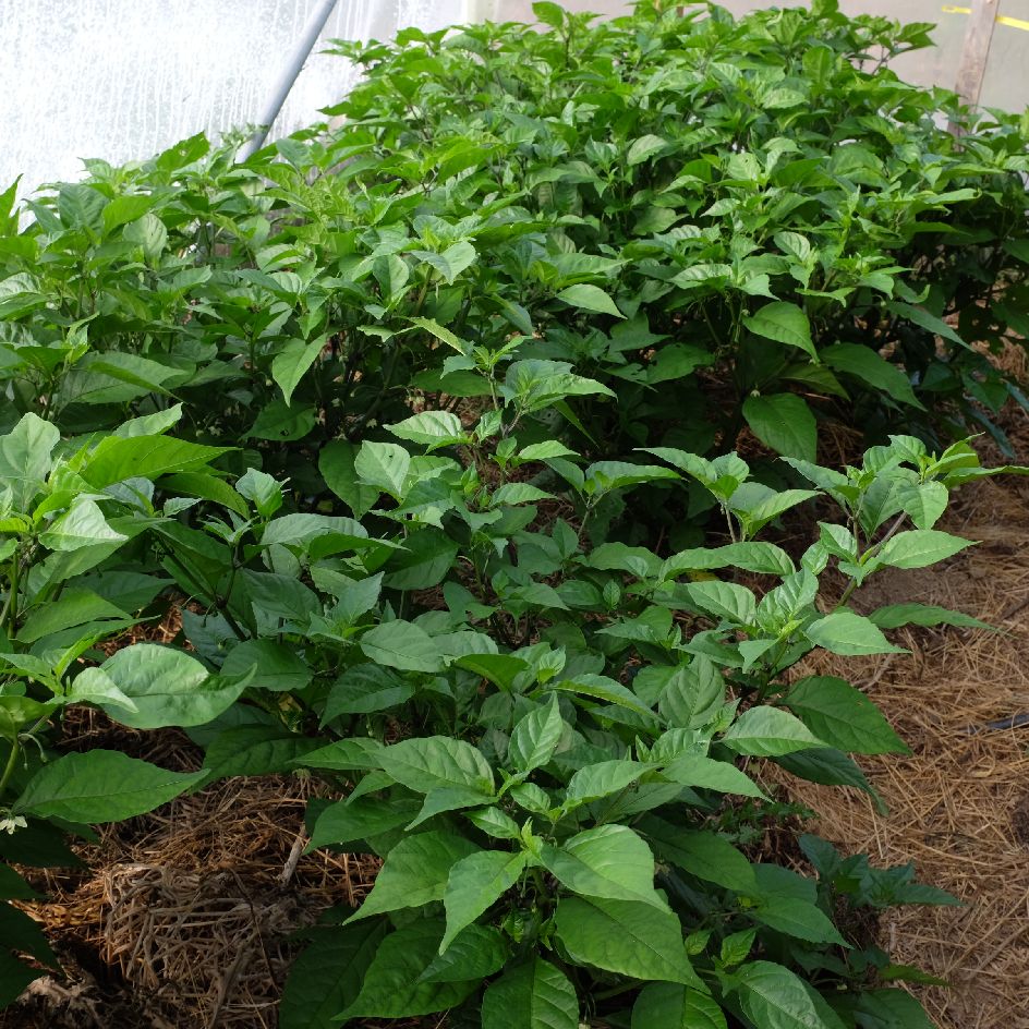 la-bo-te-graines-carolina-reaper-graines-de-piment-bio image 5