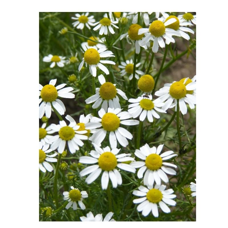 graines-bocquet-camomille-allemande-graines-3g-tisane image 1