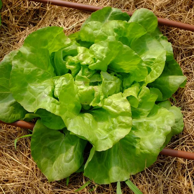 la-bo-te-graines-laitue-pomm-e-triolaise-graines-l-gumes-bio image 1
