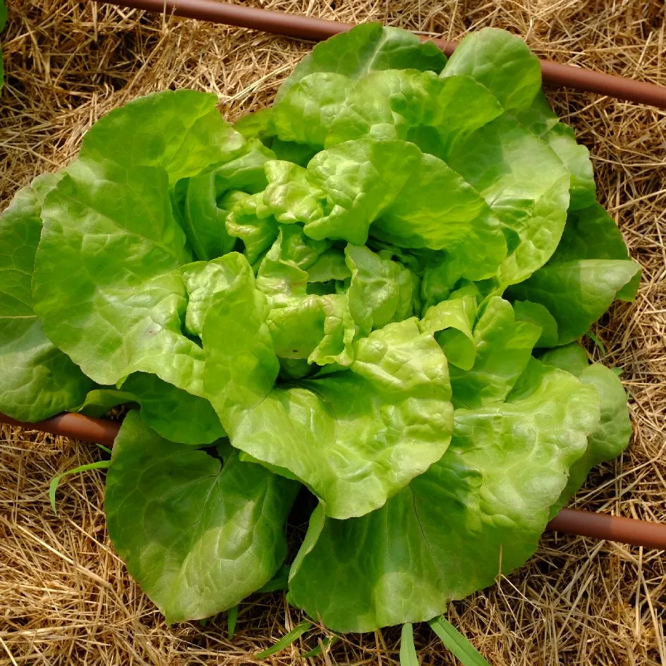 la-bo-te-graines-laitue-pomm-e-triolaise-graines-l-gumes-bio image 1