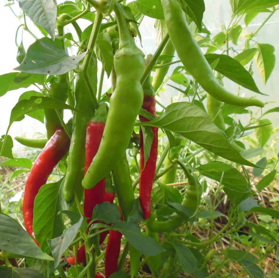 la-bo-te-graines-piment-guindilla-graines-bio-doux-vinaigre image 2