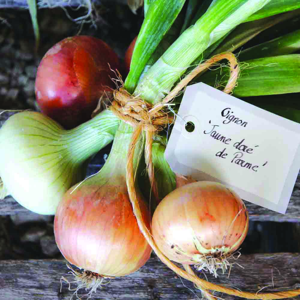 ferme-de-sainte-marthe-oignon-dorata-di-parma-graines-bio image 1