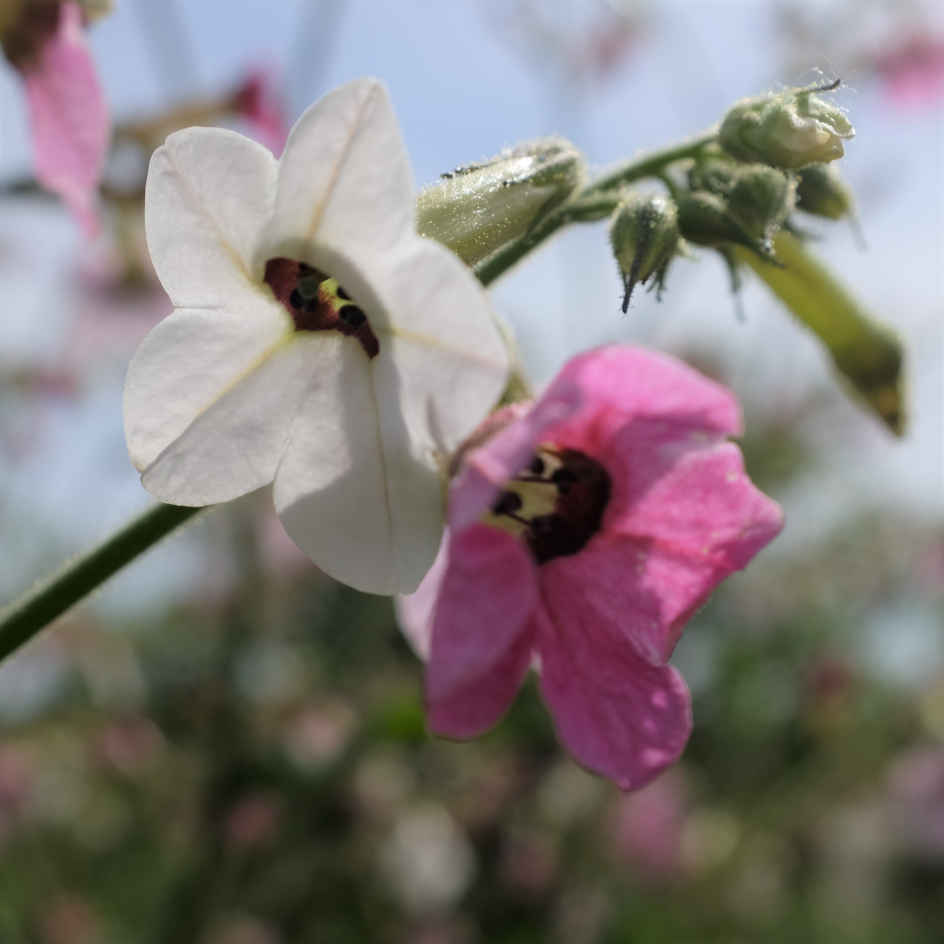 la-bo-te-graines-nicotiana-mutabilis-bio-graines-fleurs-roses image 1