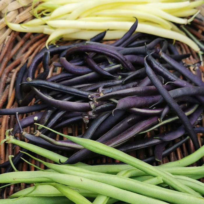 les-semences-de-l-ombelle-haricot-nain-mangetout-reine-des-pourpres-graines-bio image 2