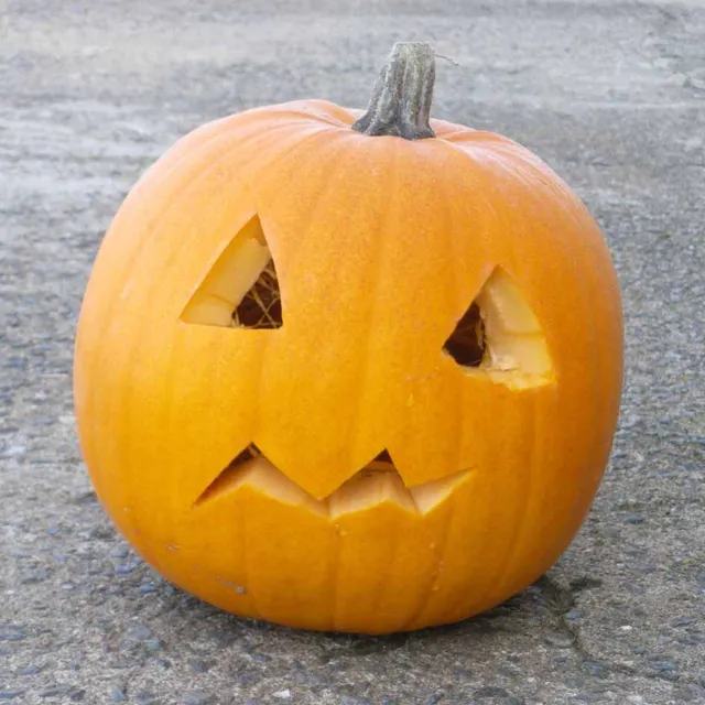 la-bo-te-graines-jack-o-lantern-graines-de-courge-bio image 1