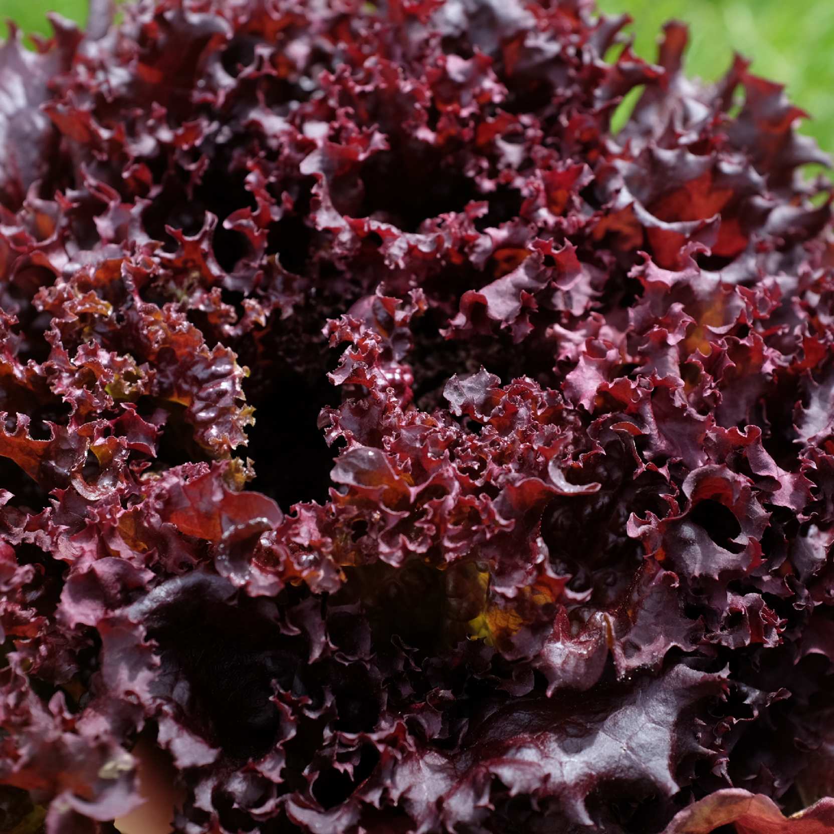 la-bo-te-graines-laitue-lollo-rossa-graines-l-gumes-bio-couper image 3