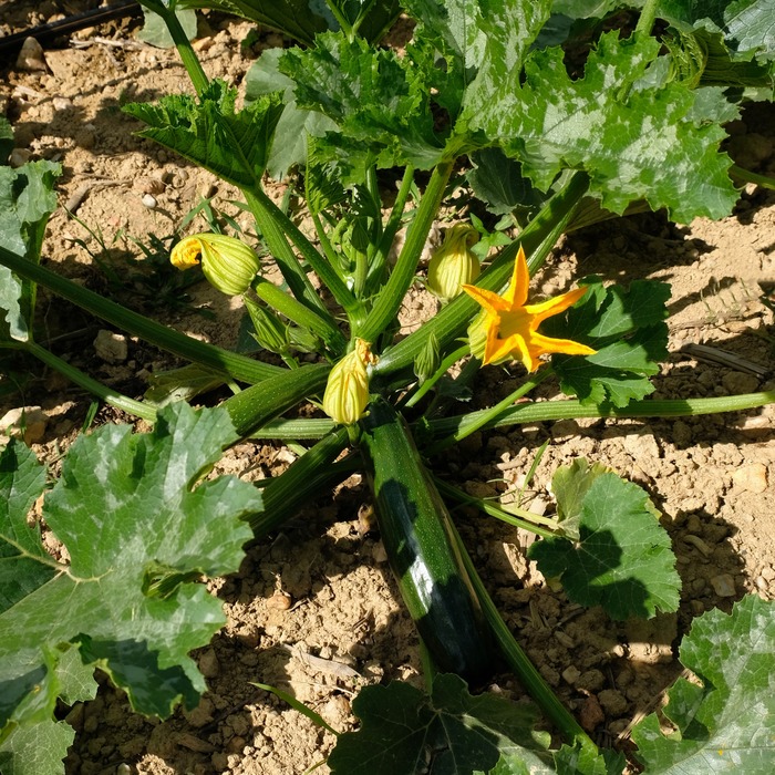 les-semences-de-l-ombelle-courgette-zuboda-graines-verte-bio image 1