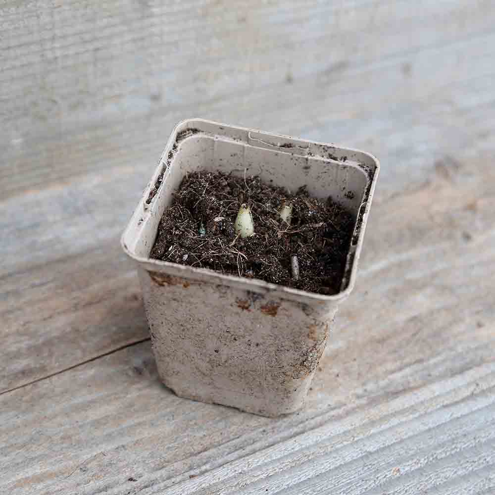 ferme-sainte-marthe-ail-des-ours-plant-bio-vivace-30-cm image 4