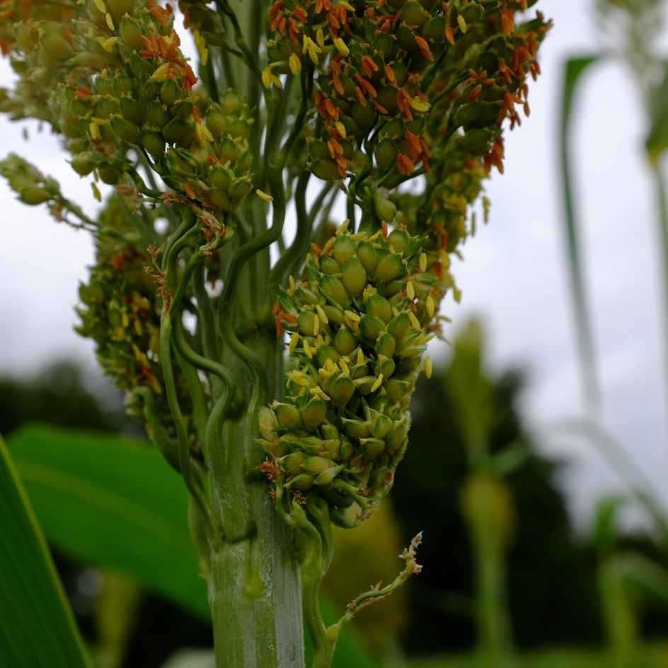 la-bo-te-graines-sorgho-coral-bio-graines-l-gumes-grain image 2