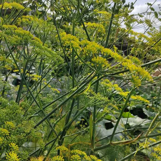 les-semences-de-l-ombelle-fenouil-graines-aromatiques-bio image 1
