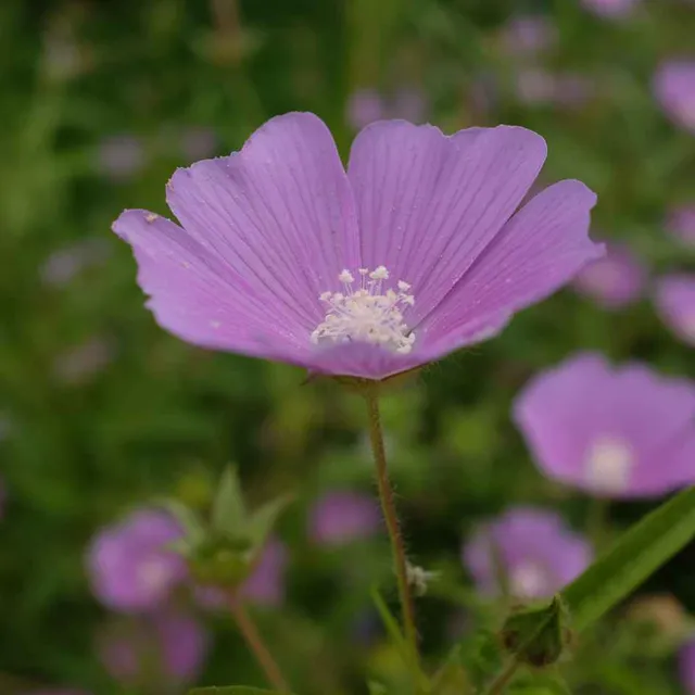 la-bo-te-graines-anoda-cristata-rose-graines-fleurs-bio-annuelle image 1