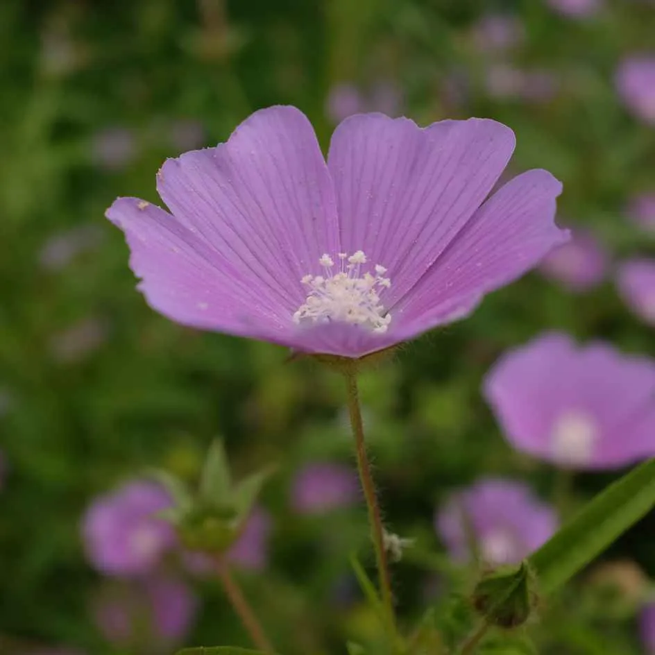 la-bo-te-graines-anoda-cristata-rose-graines-fleurs-bio-annuelle image 1