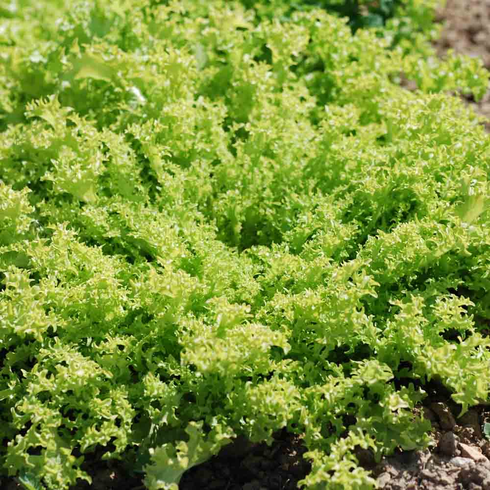 ferme-de-sainte-marthe-chicor-e-fris-e-grosse-pancali-re-bio-sachet image 1
