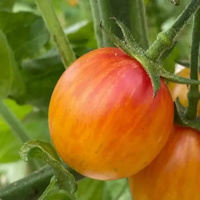 ferme-de-sainte-marthe-tomate-artisan-golden-bumble-bee-cerise-jaune image 1