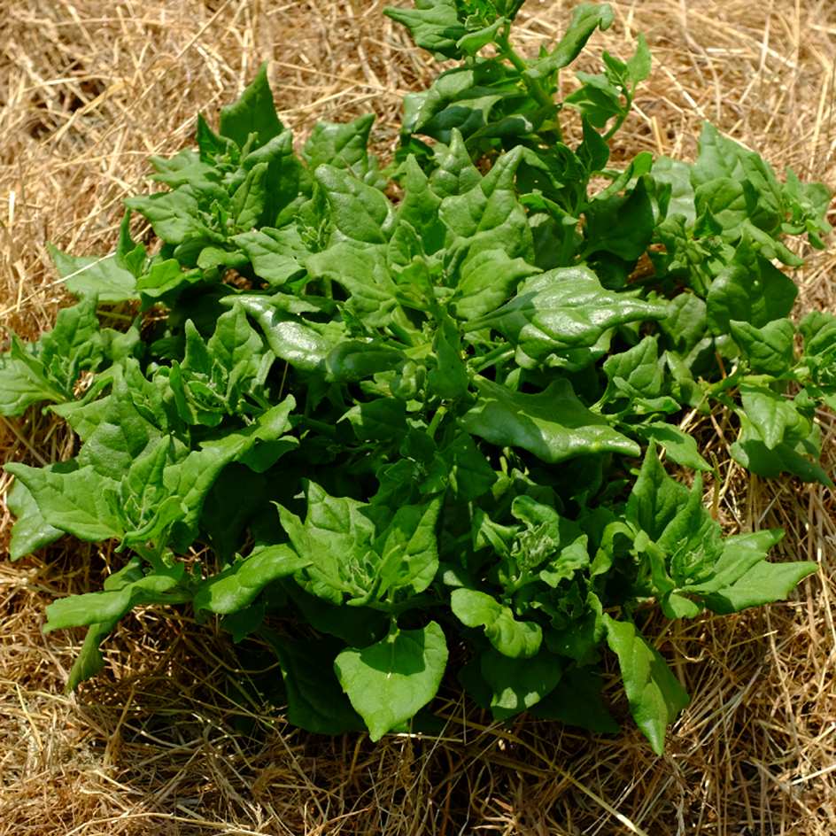 la-bo-te-graines-t-tragone-cornue-graines-l-gumes-bio-sachet image 5