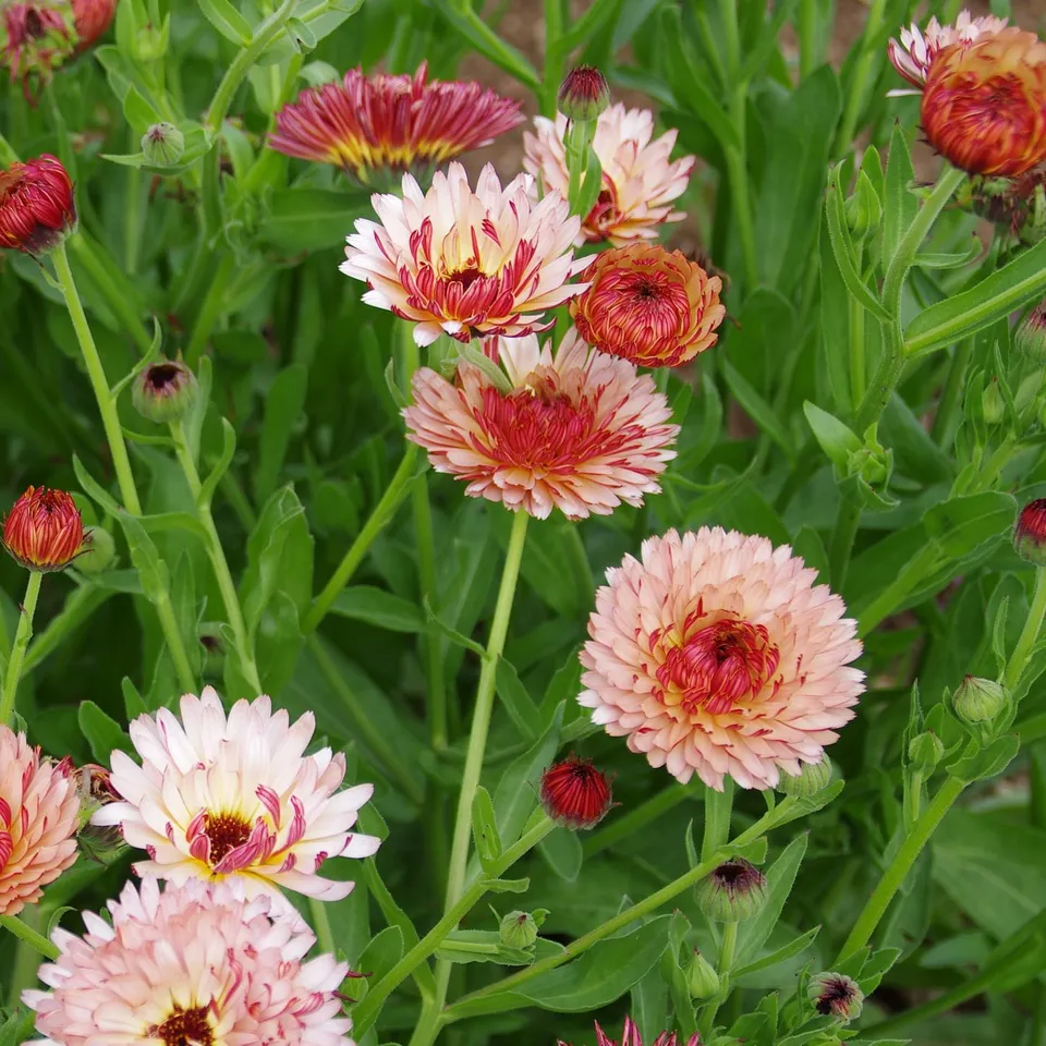 les-semences-de-l-ombelle-souci-strawberry-blond-graines-bio-rose image 1
