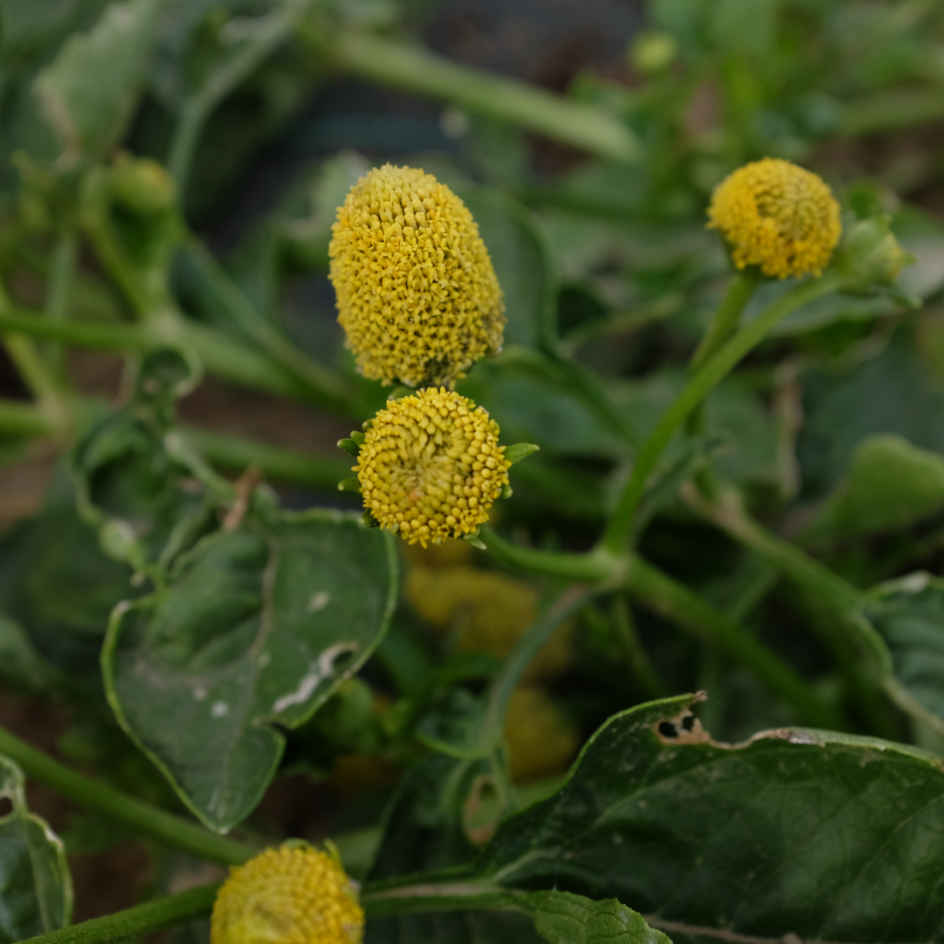 la-bo-te-graines-graines-fleurs-br-de-mafane-cresson-bio image 3