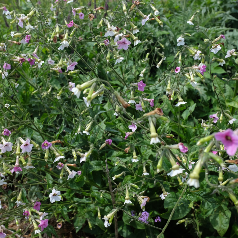 la-bo-te-graines-nicotiana-mutabilis-bio-graines-fleurs-roses image 2