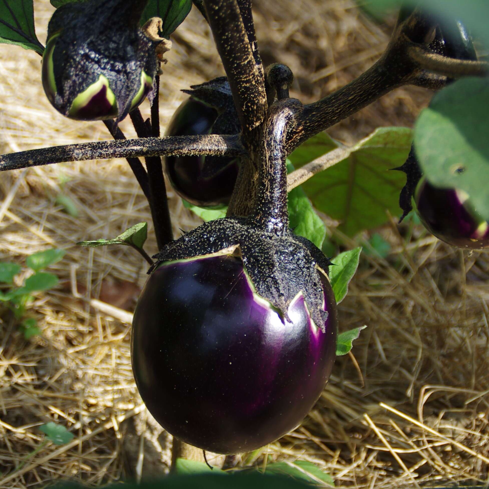 les-semences-de-l-ombelle-aubergine-ronde-valence-graines-bio image 2
