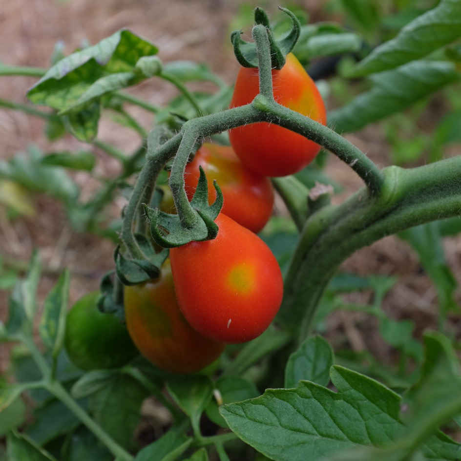 la-bo-te-graines-graines-l-gumes-tomate-poire-rouge-bio image 1