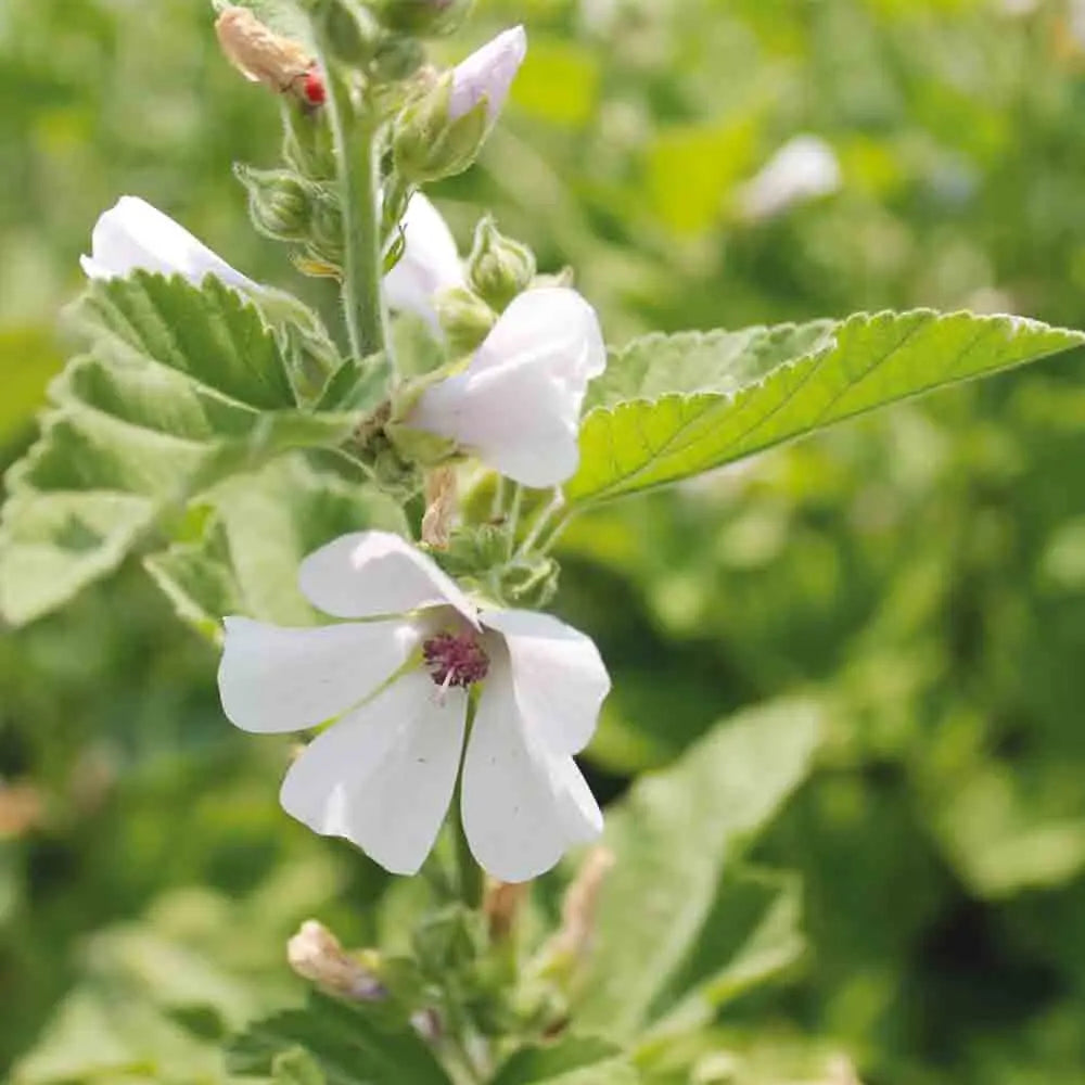 ferme-de-sainte-marthe-guimauve-officinale-ab-graines-de-fleurs-bio-vivace image 1